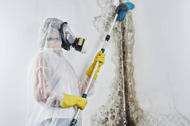 Best Local Mold Removal Service  in Ford Heights, IL