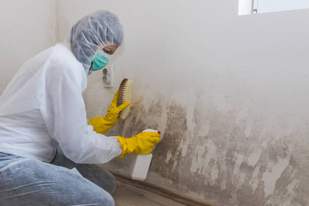 Best Toxic Mold Removal  in Ford Heights, IL