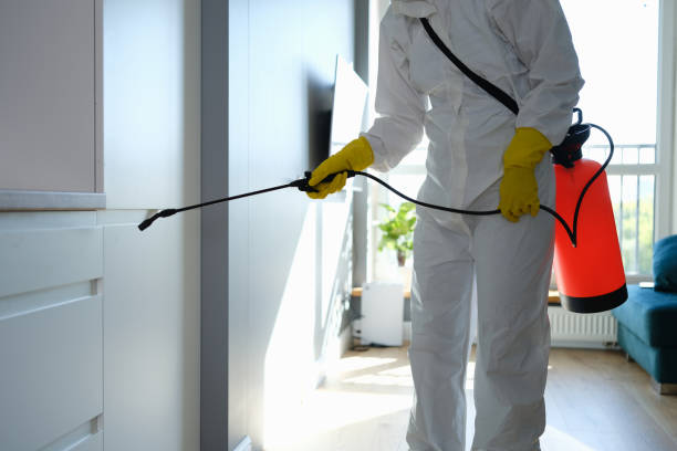 Best Mold Damage Repair  in Ford Heights, IL
