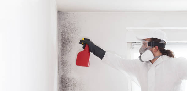 Best Black Mold Removal  in Ford Heights, IL