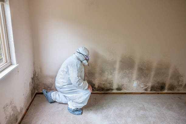 Crawl Space Mold Removal in Ford Heights, IL