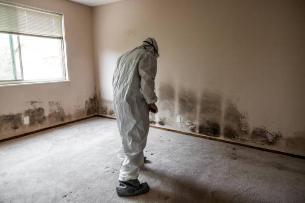 Best Crawl Space Mold Removal  in Ford Heights, IL