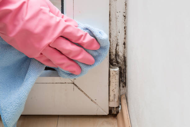 Best Office Mold Removal Services  in Ford Heights, IL